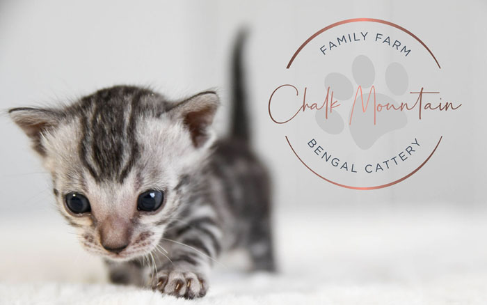 Bengal Kitten For Sale